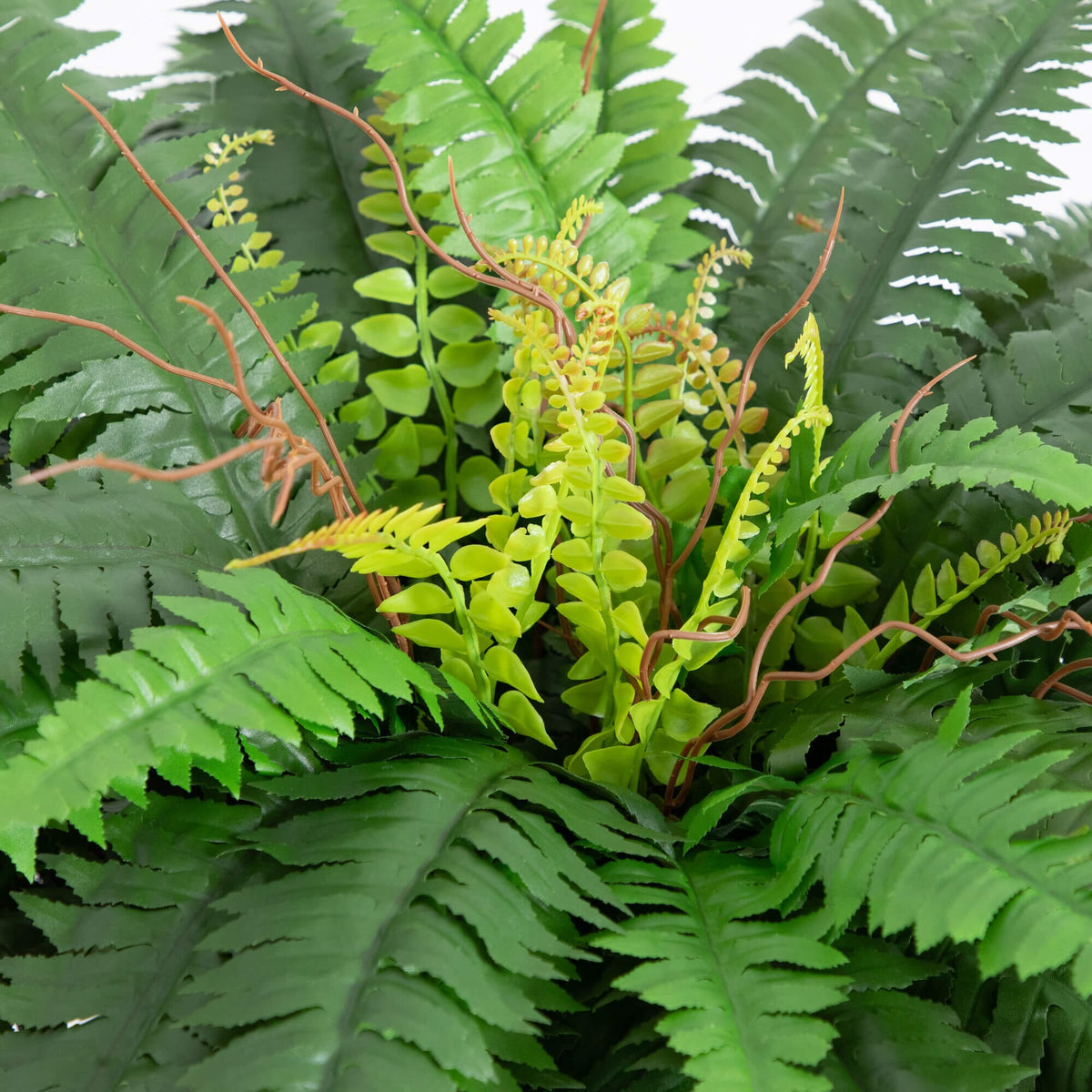 a close up of a plant