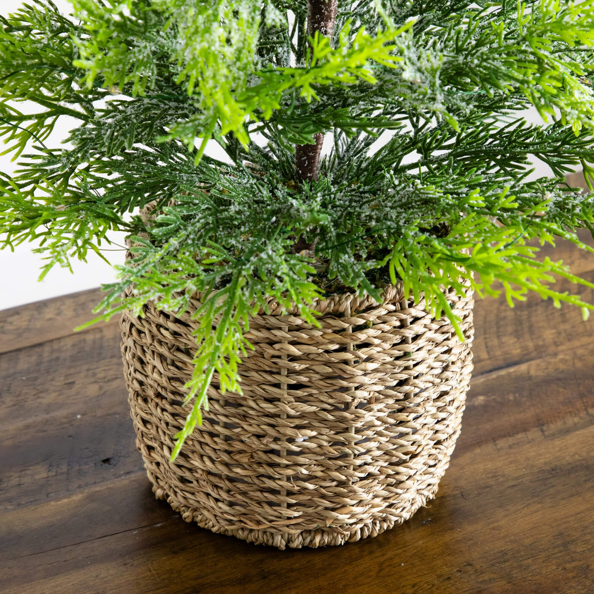 a plant in a pot