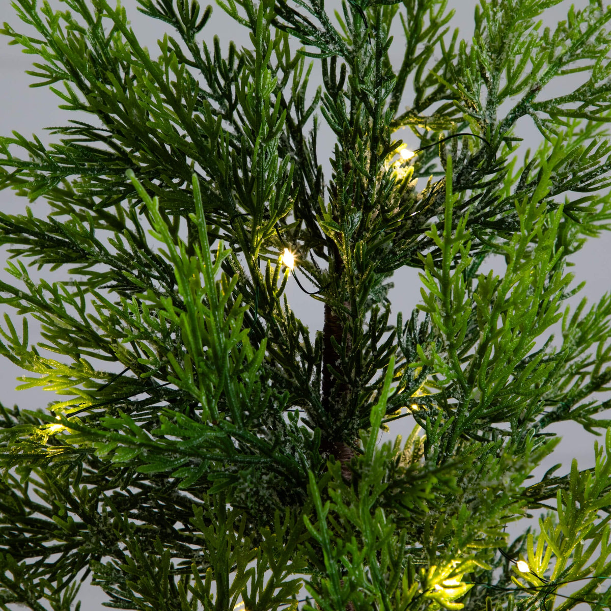 a close up of a tree