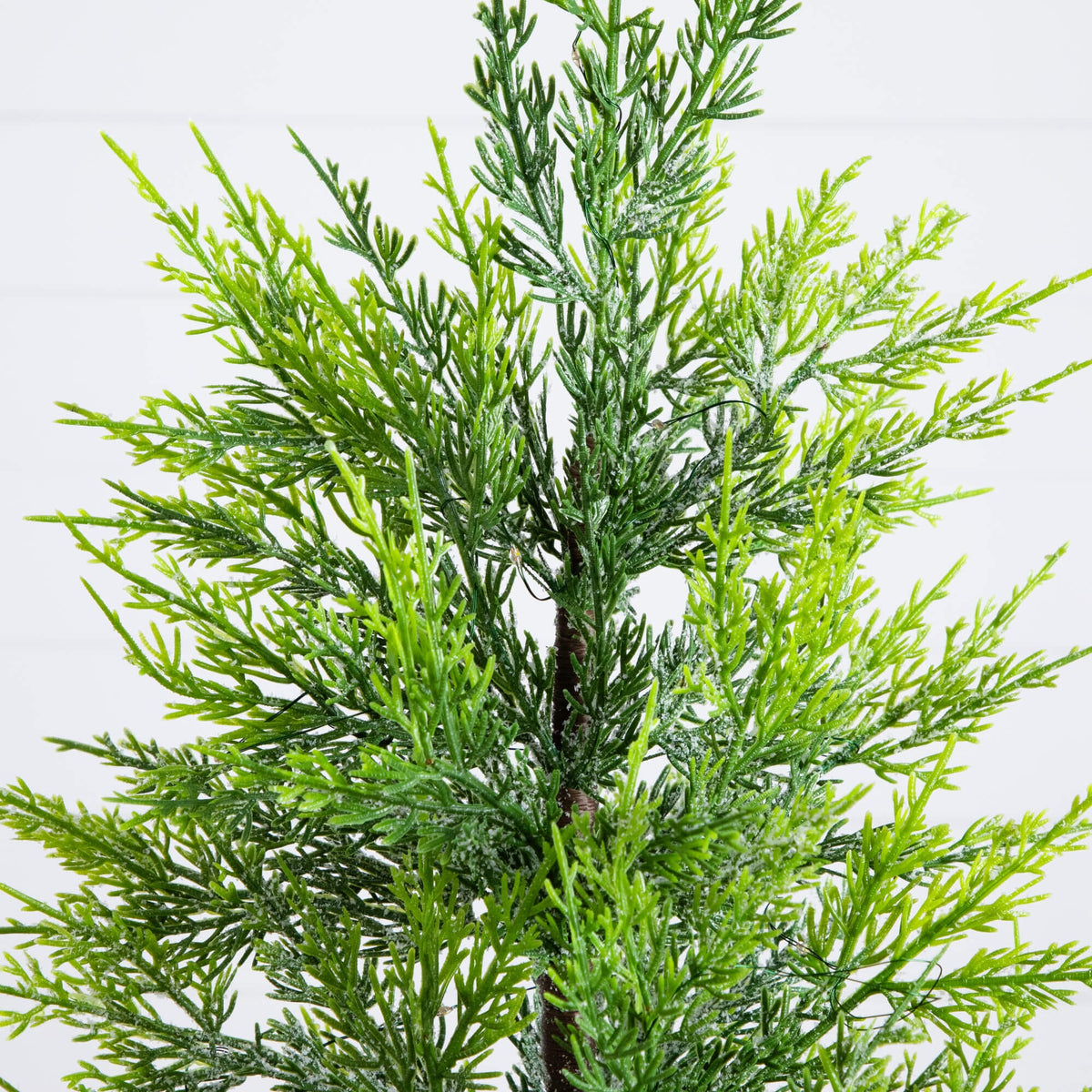 a close up of a plant