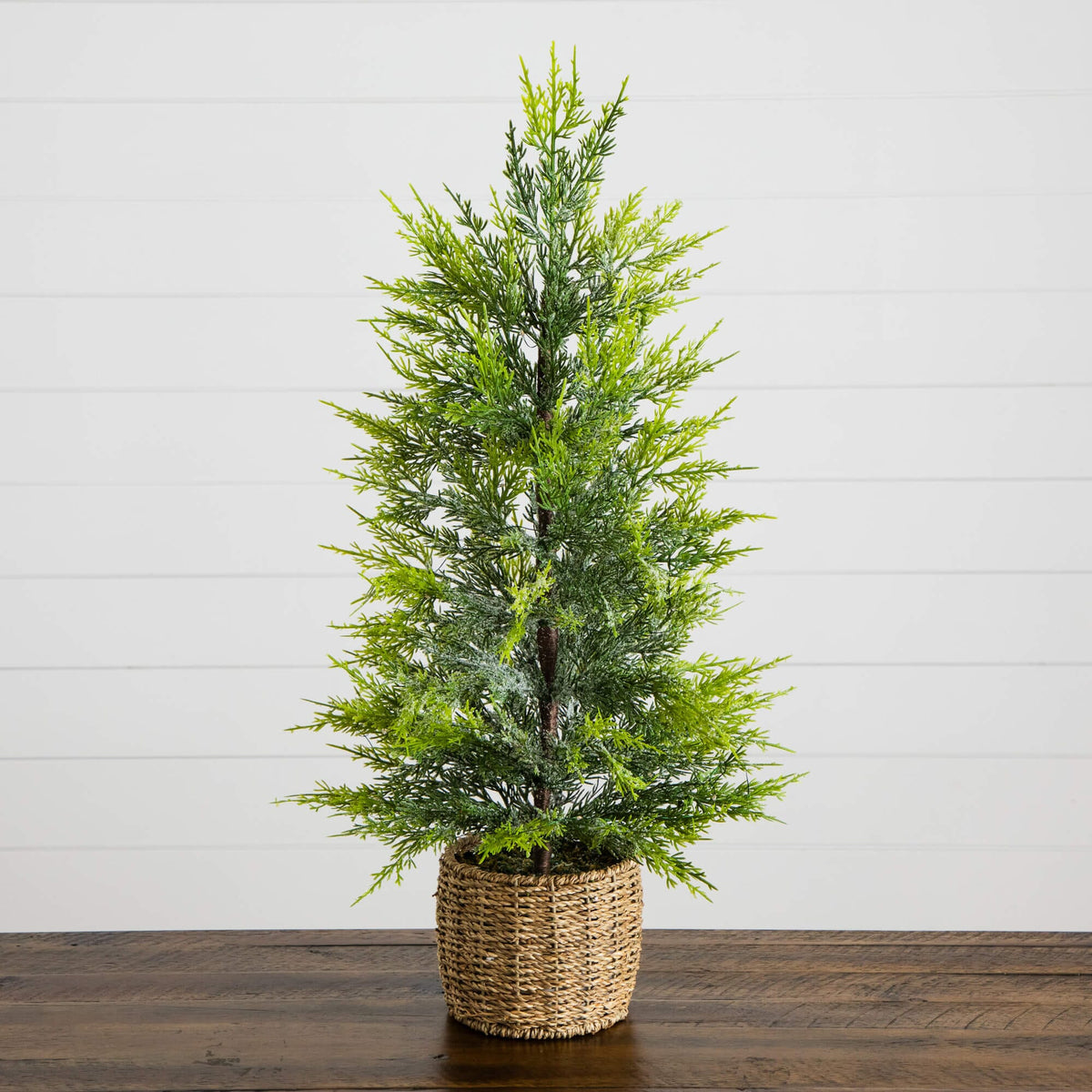 a potted plant on a table