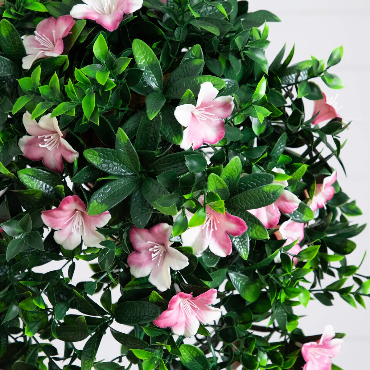 a close up of a plant