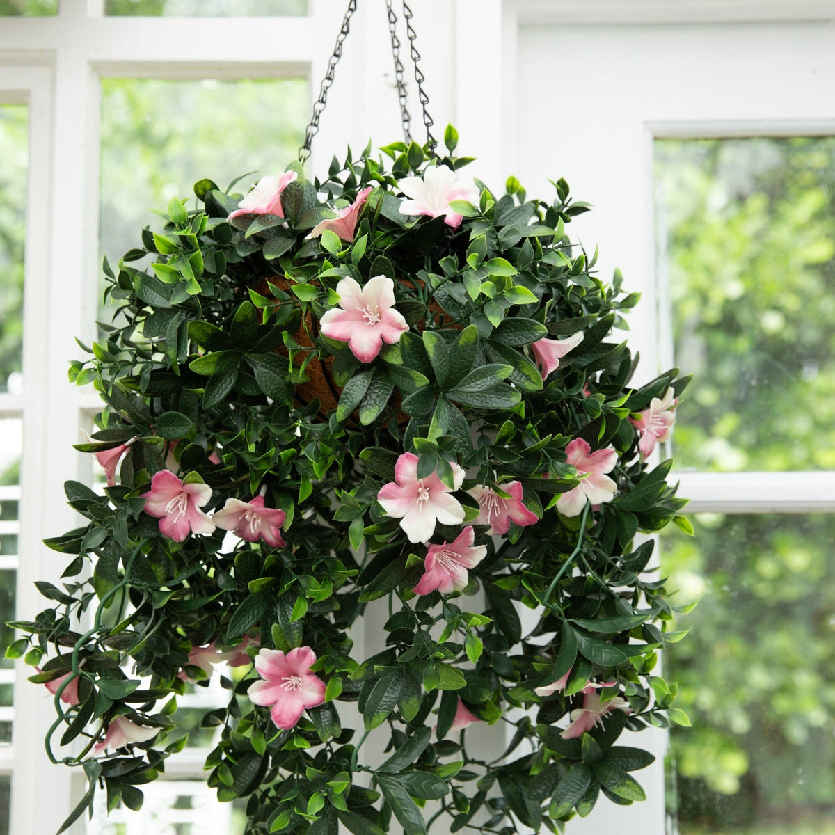 a plant from a window