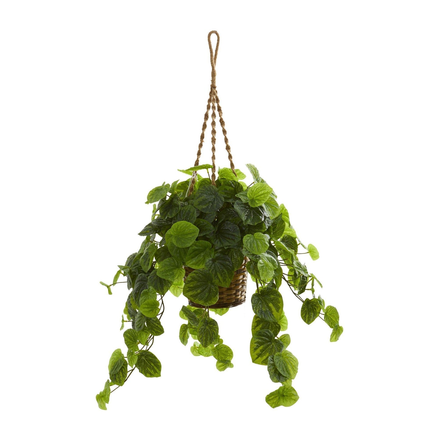 34” Peperomia Artificial Plant in Hanging Basket (Real Touch)