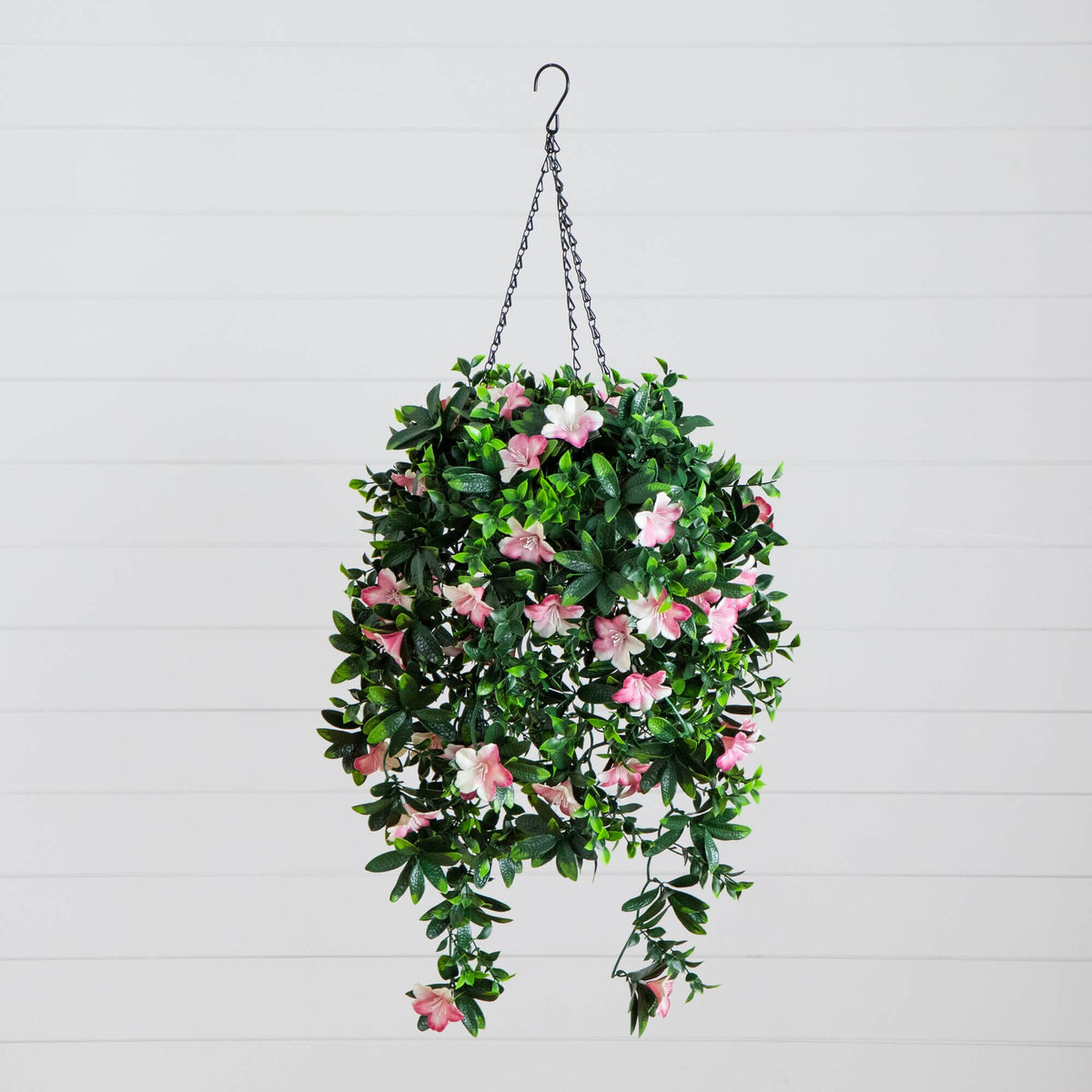 a plant from a hook