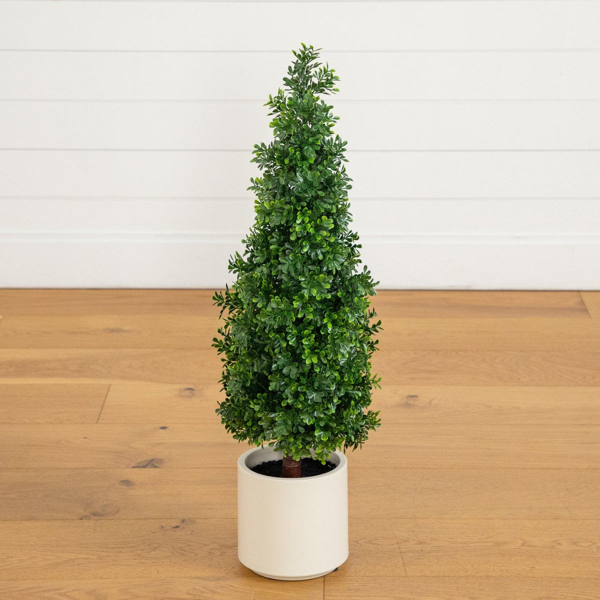 a small tree in a pot