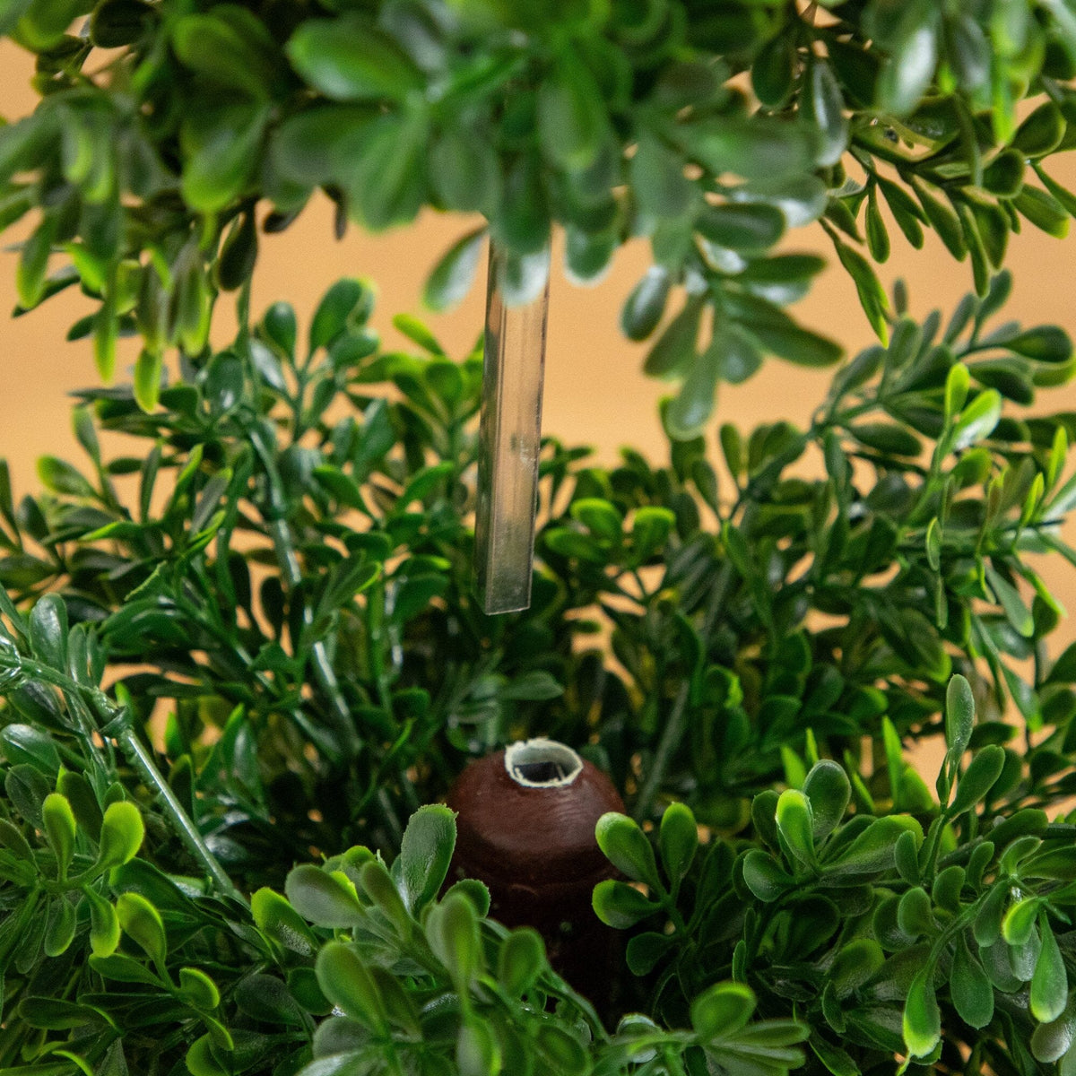 a close up of a plant