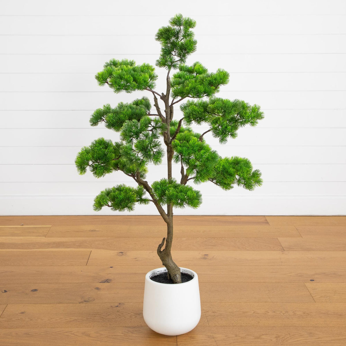 a small tree in a white pot