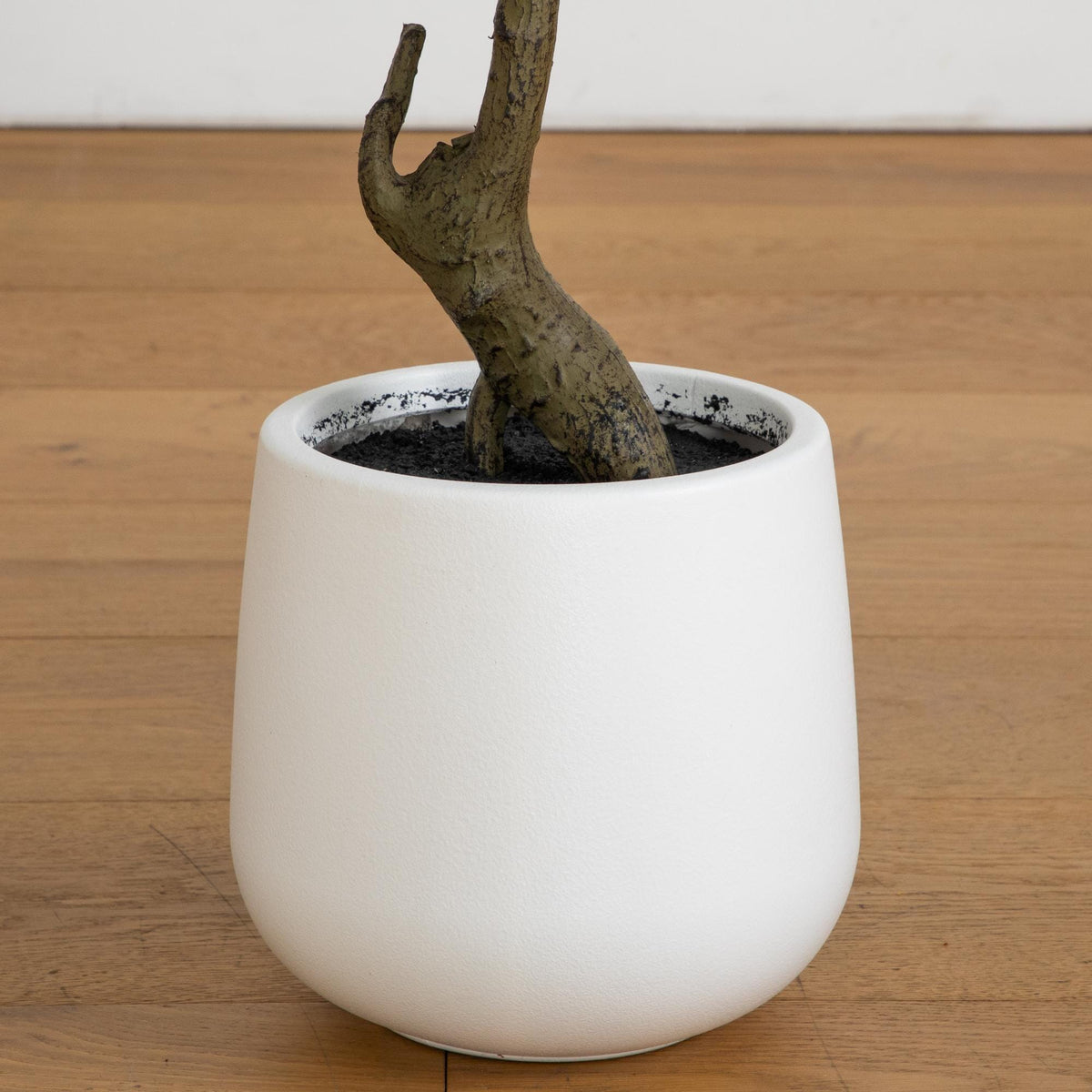 a plant in a white pot