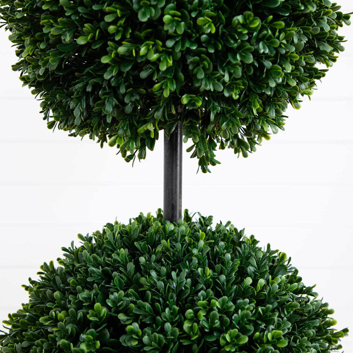 a close up of a plant