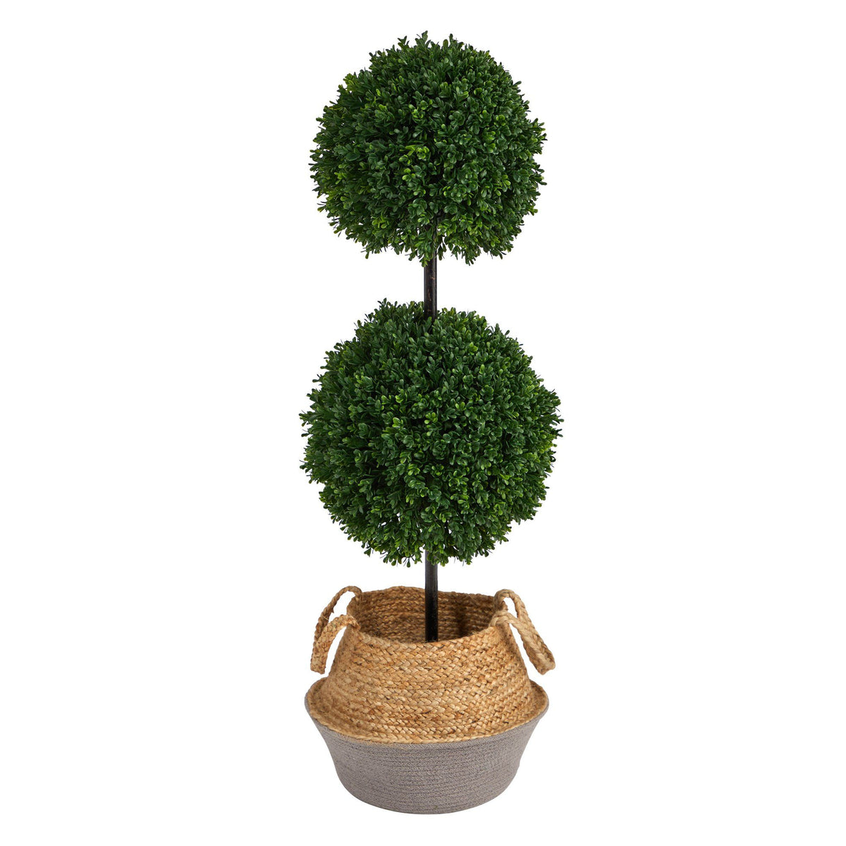 a plant in a basket