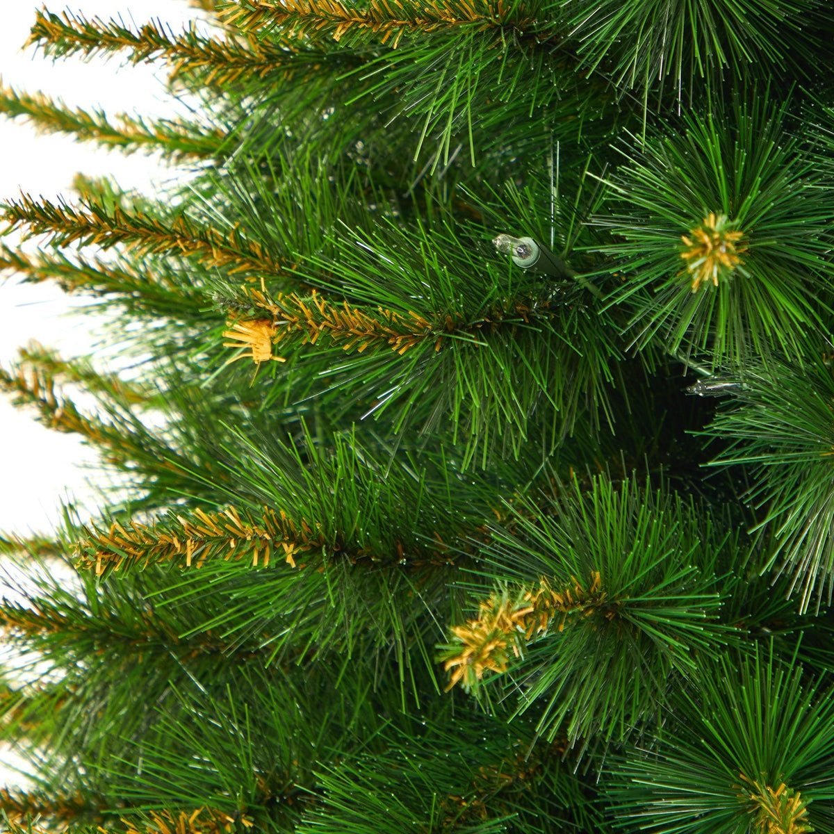a close up of a tree