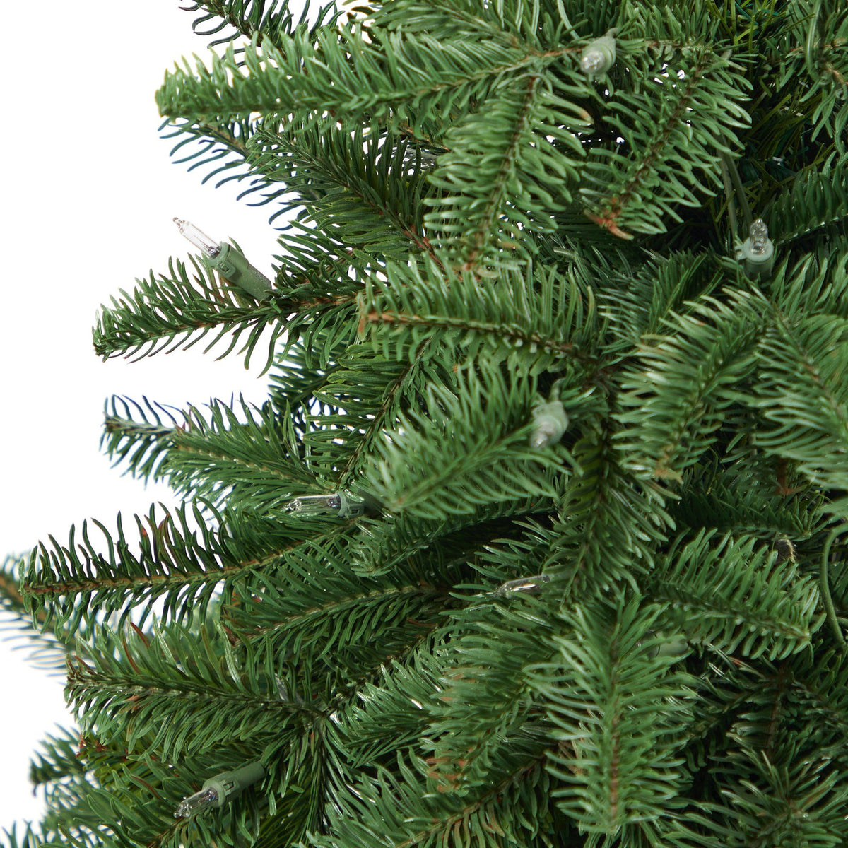 a close up of a tree
