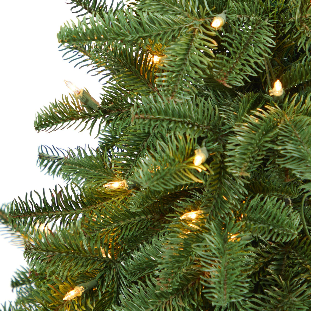a close up of a tree