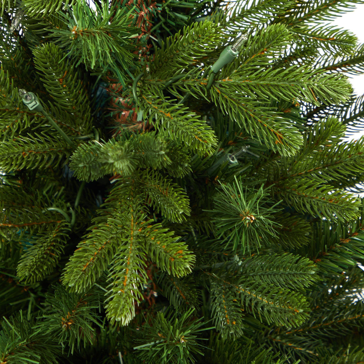 a close up of a tree