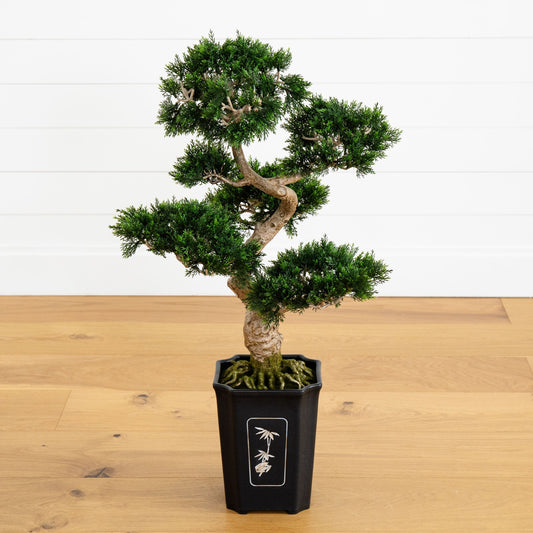 a small tree in a black pot