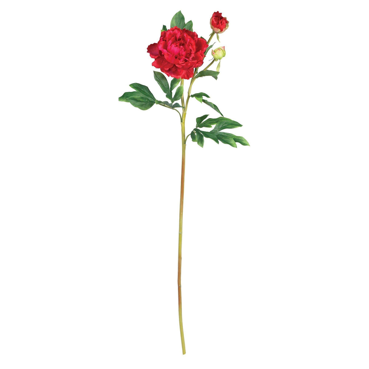 a red rose with green leaves