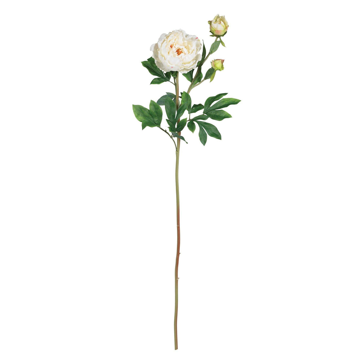 a white flower with green leaves