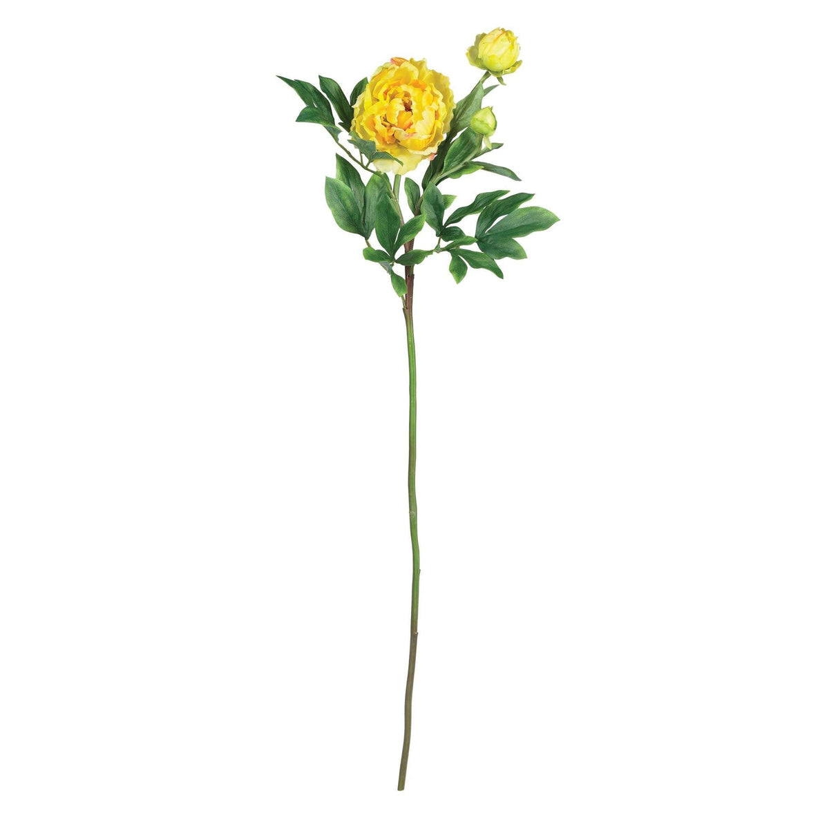 a yellow rose with green leaves