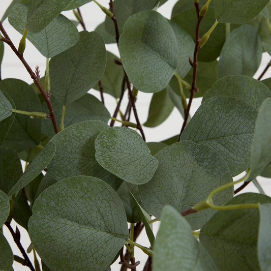 a close up of a plant
