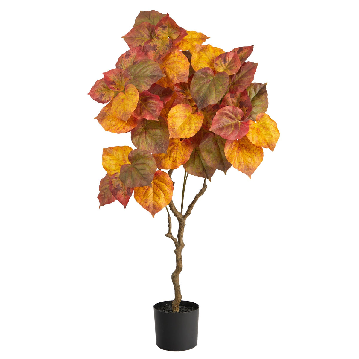 a potted plant with leaves