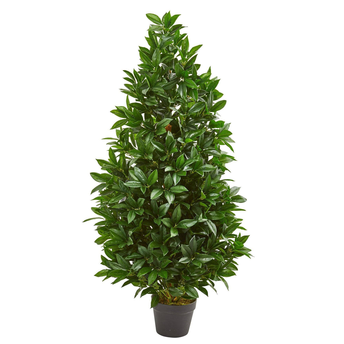 a potted plant with leaves