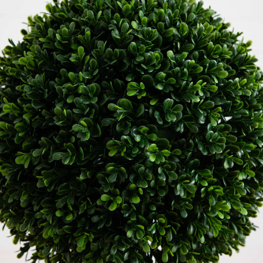 a green plant with small leaves
