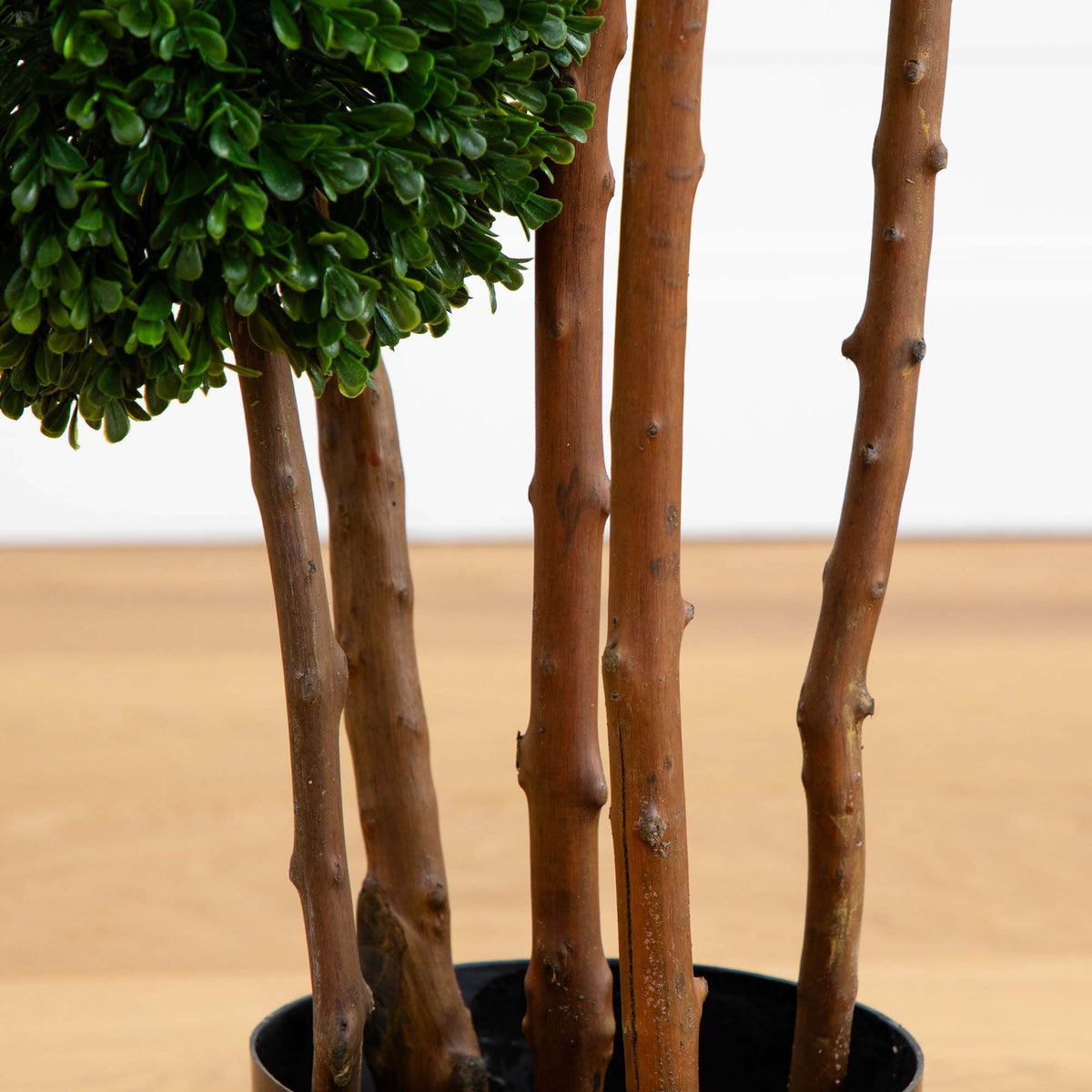 a plant in a pot