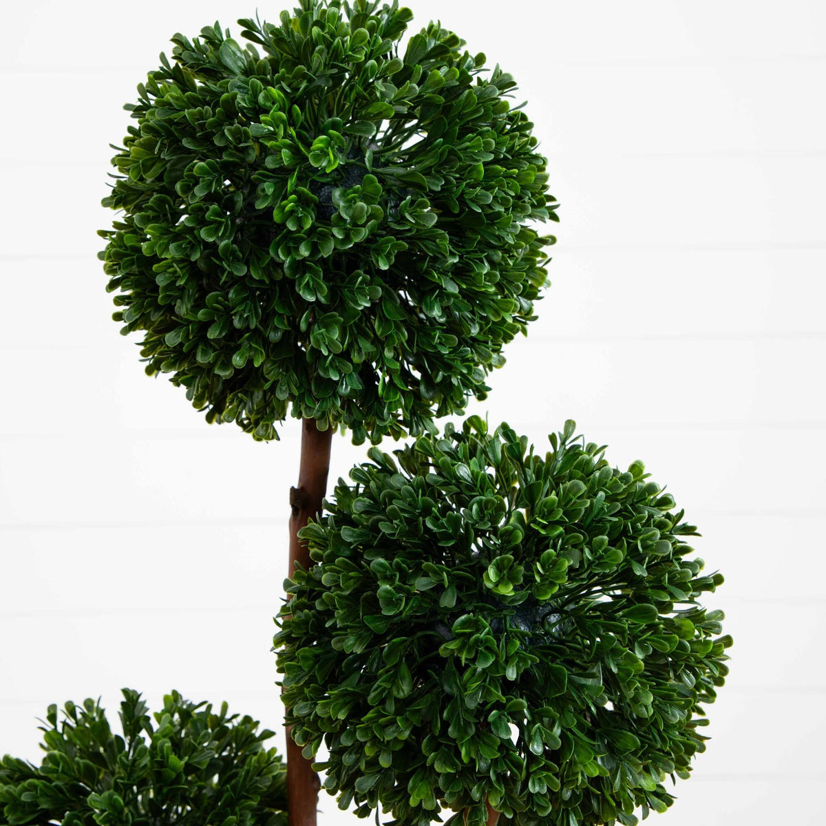a plant with round green leaves