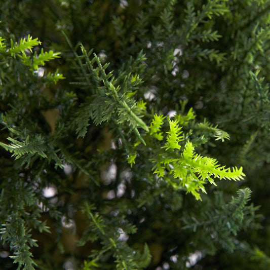 a close up of a plant