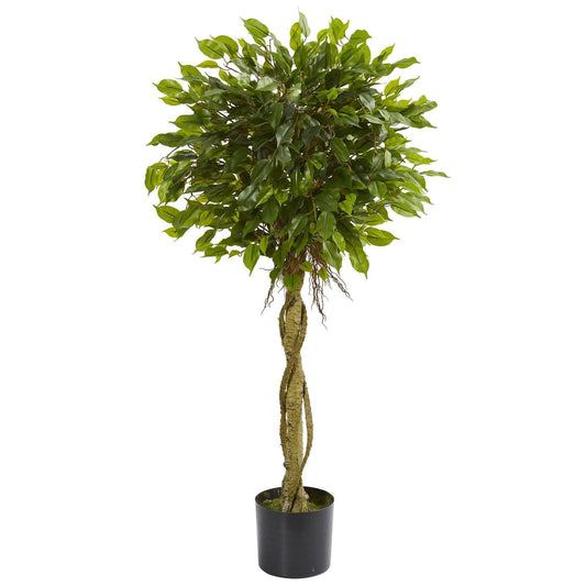 a potted plant with a round green plant