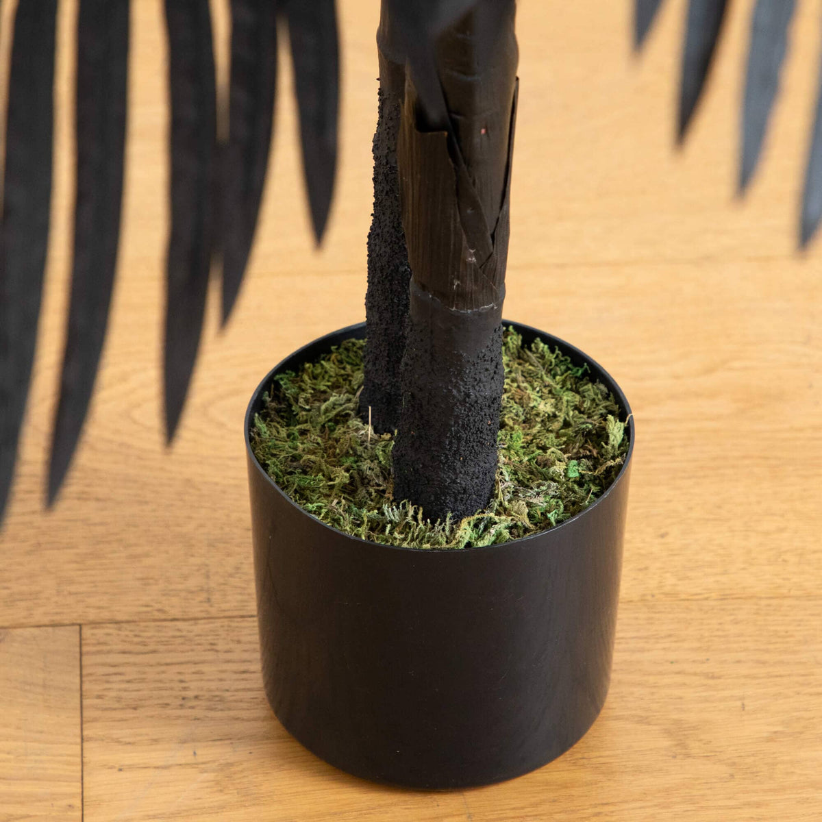 a black plant in a pot