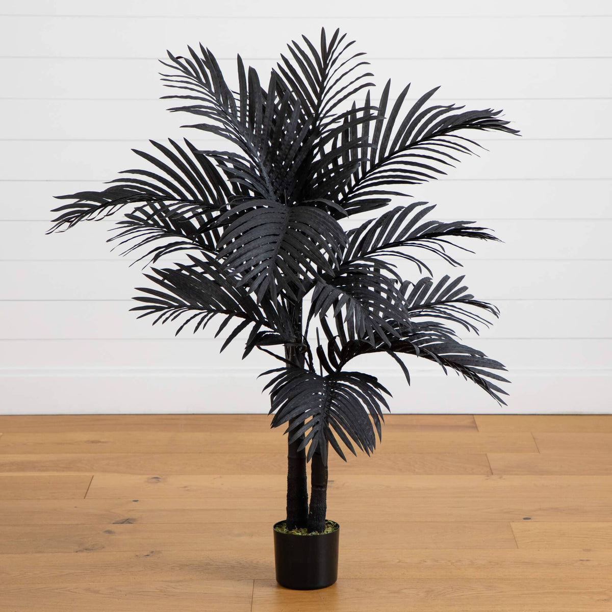 a black plant in a pot
