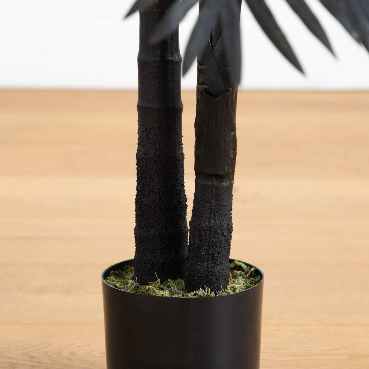 a black plant in a pot