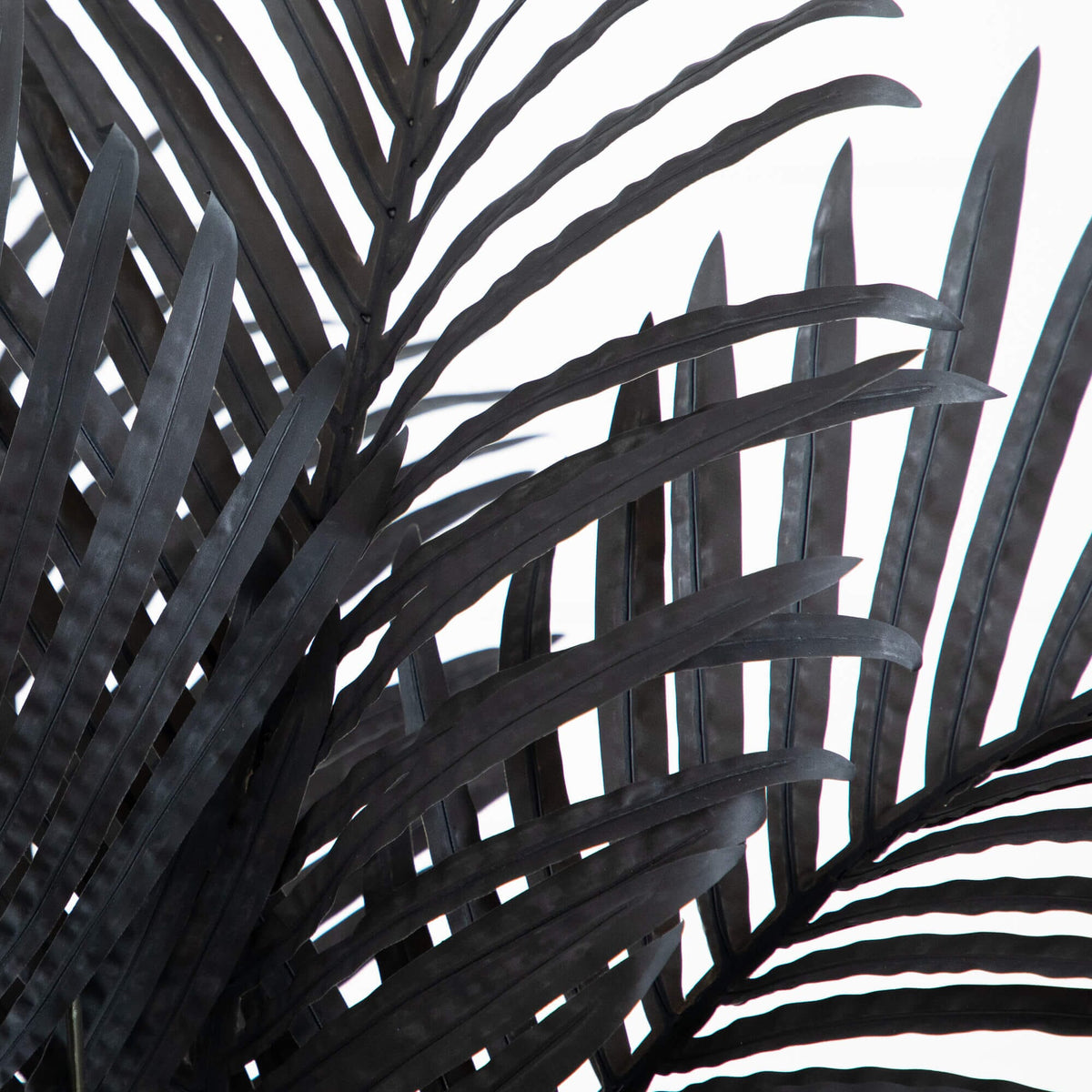 a close up of a plant