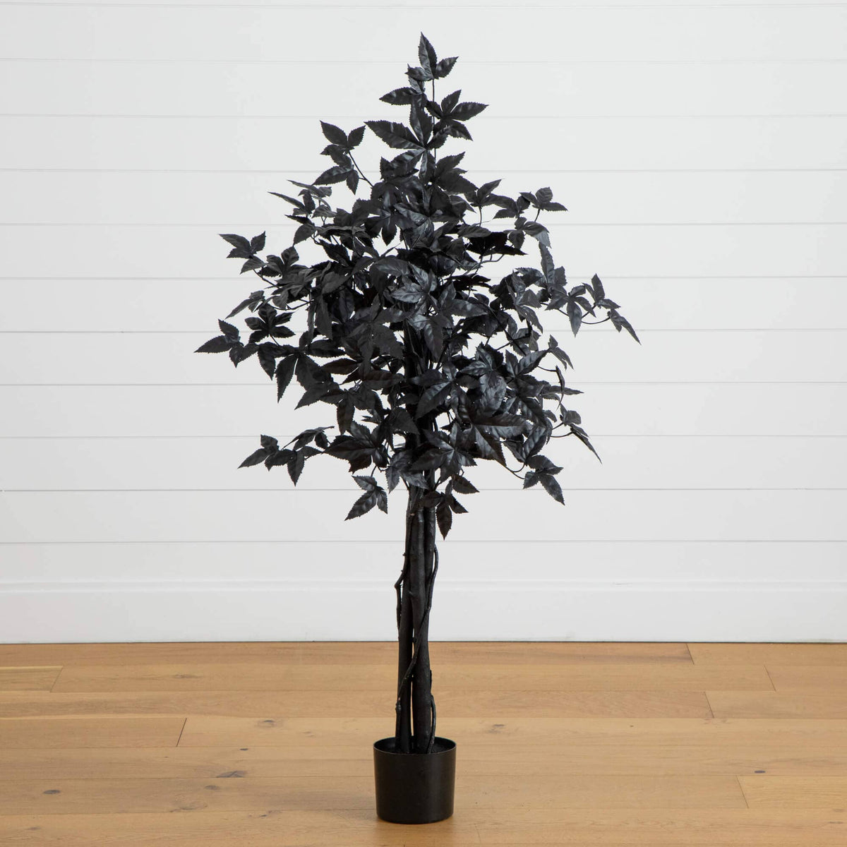 a black plant in a pot