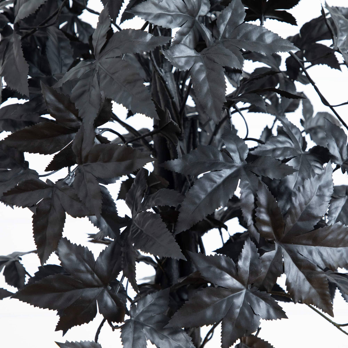 a black leafy plant with white background