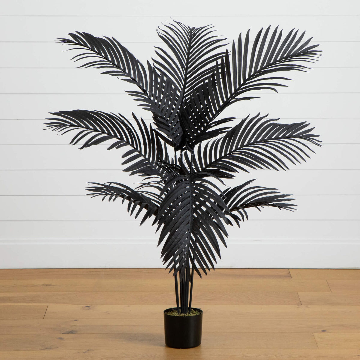 a black plant in a pot