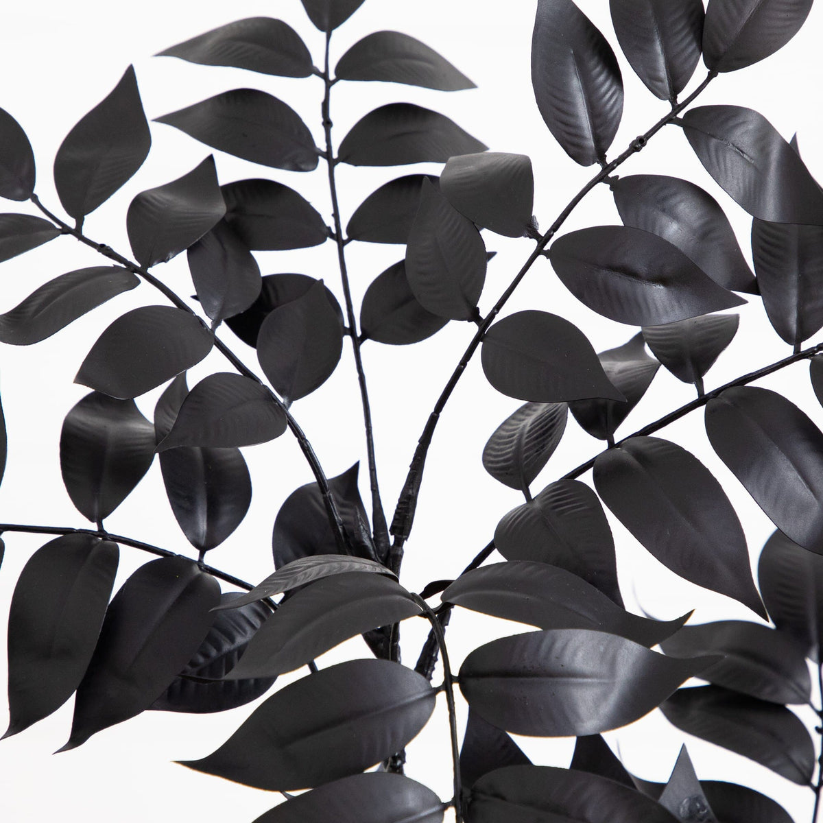 a black leaves on a plant