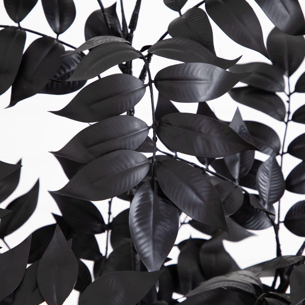 a close up of a plant