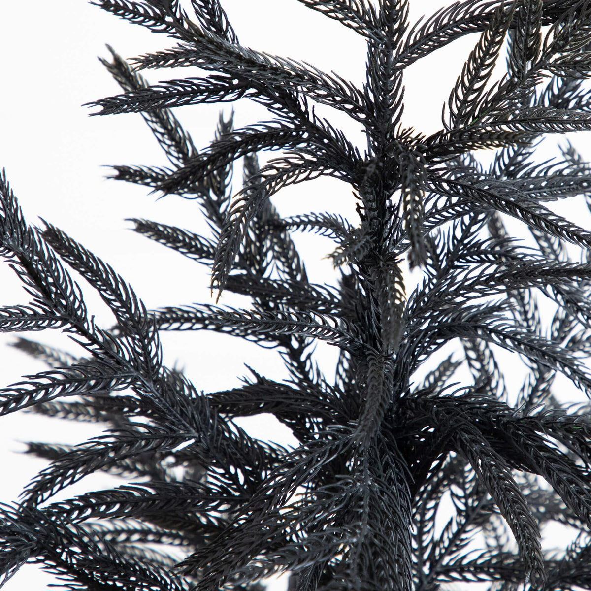 a close up of a plant