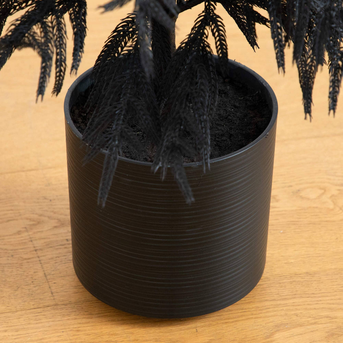 a black plant in a pot