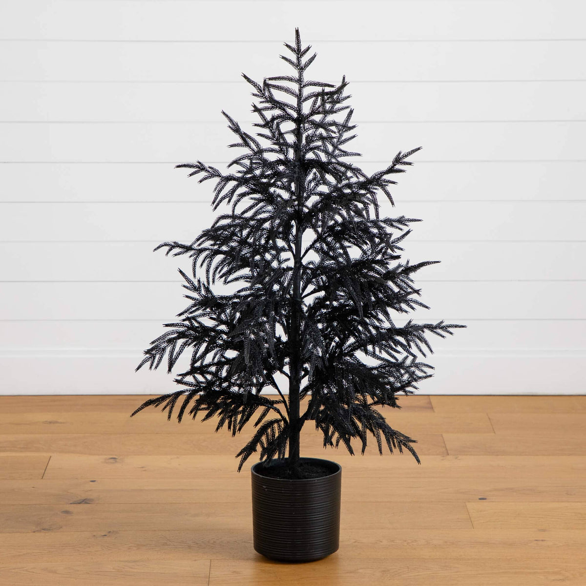 a black plant in a pot