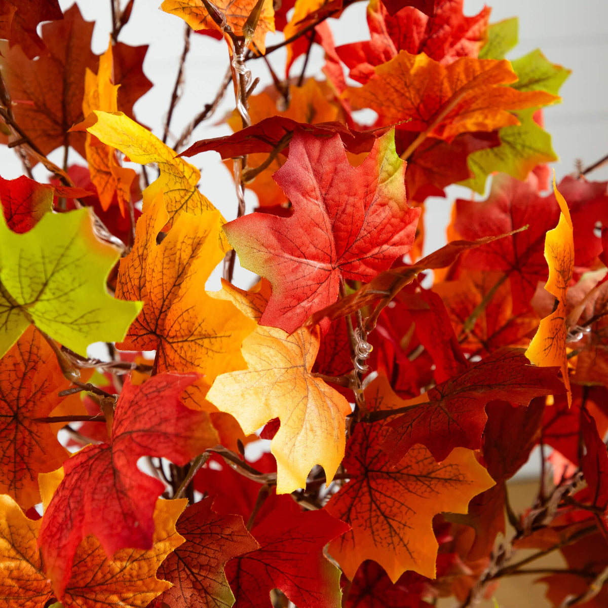 a close up of a tree with colorful leaves