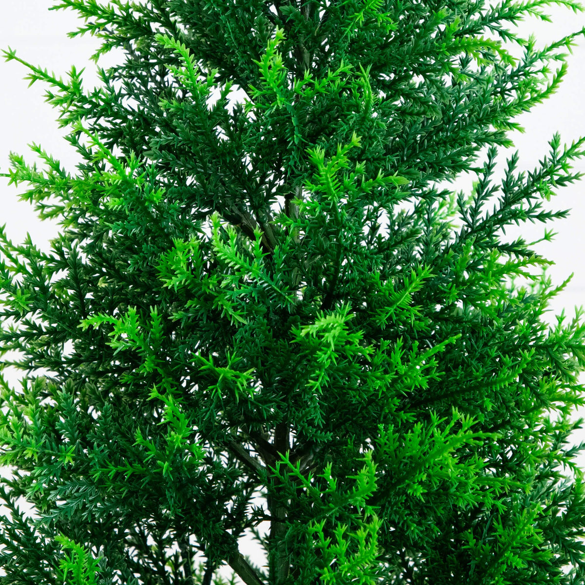 a close up of a tree