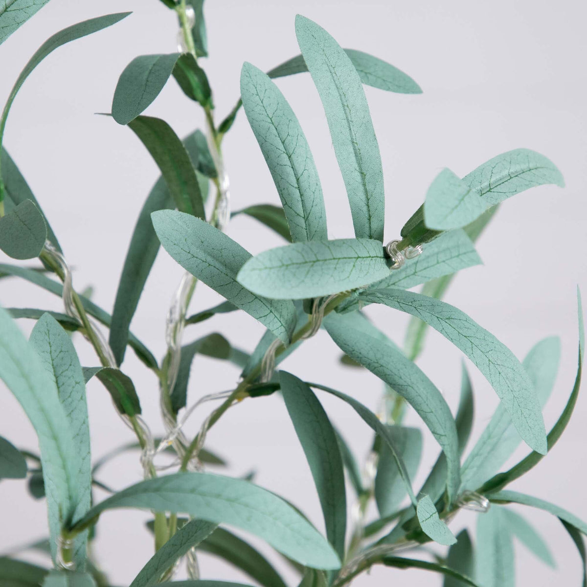 a close up of a plant