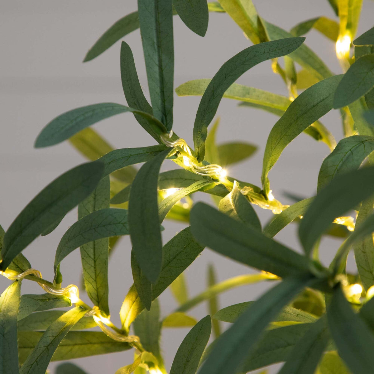 a close up of a plant with lights