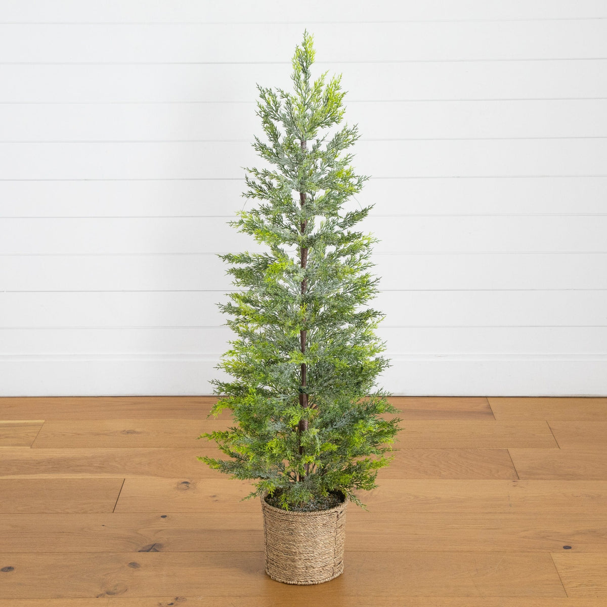 a small tree in a pot