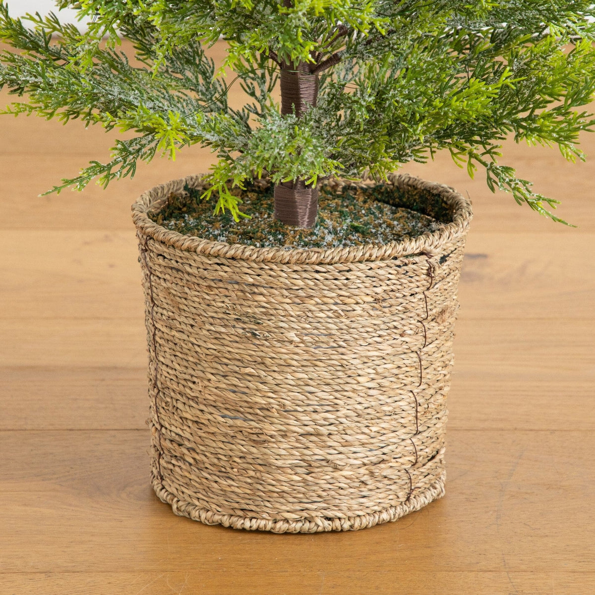 a potted plant on a wood surface