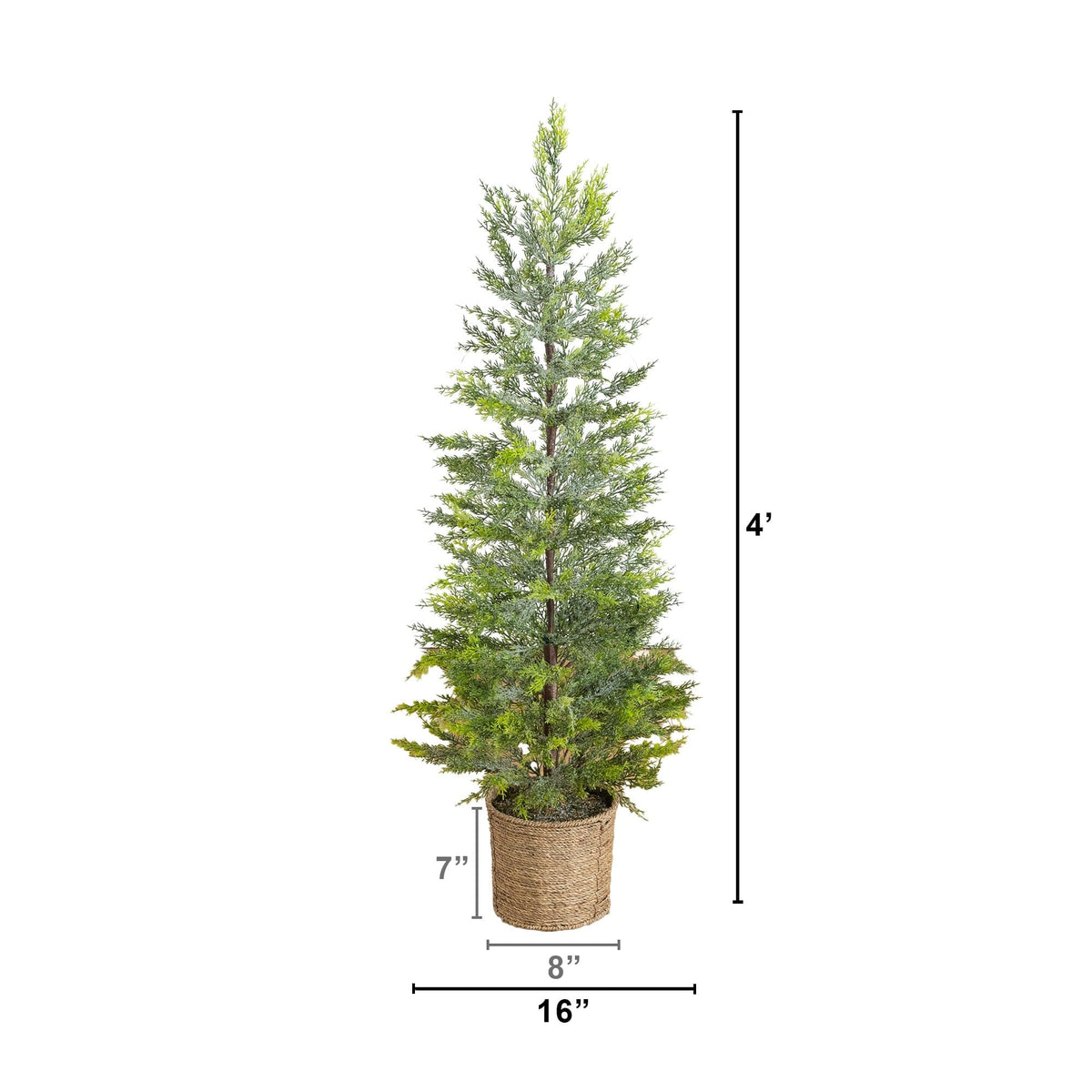 a tall tree in a pot